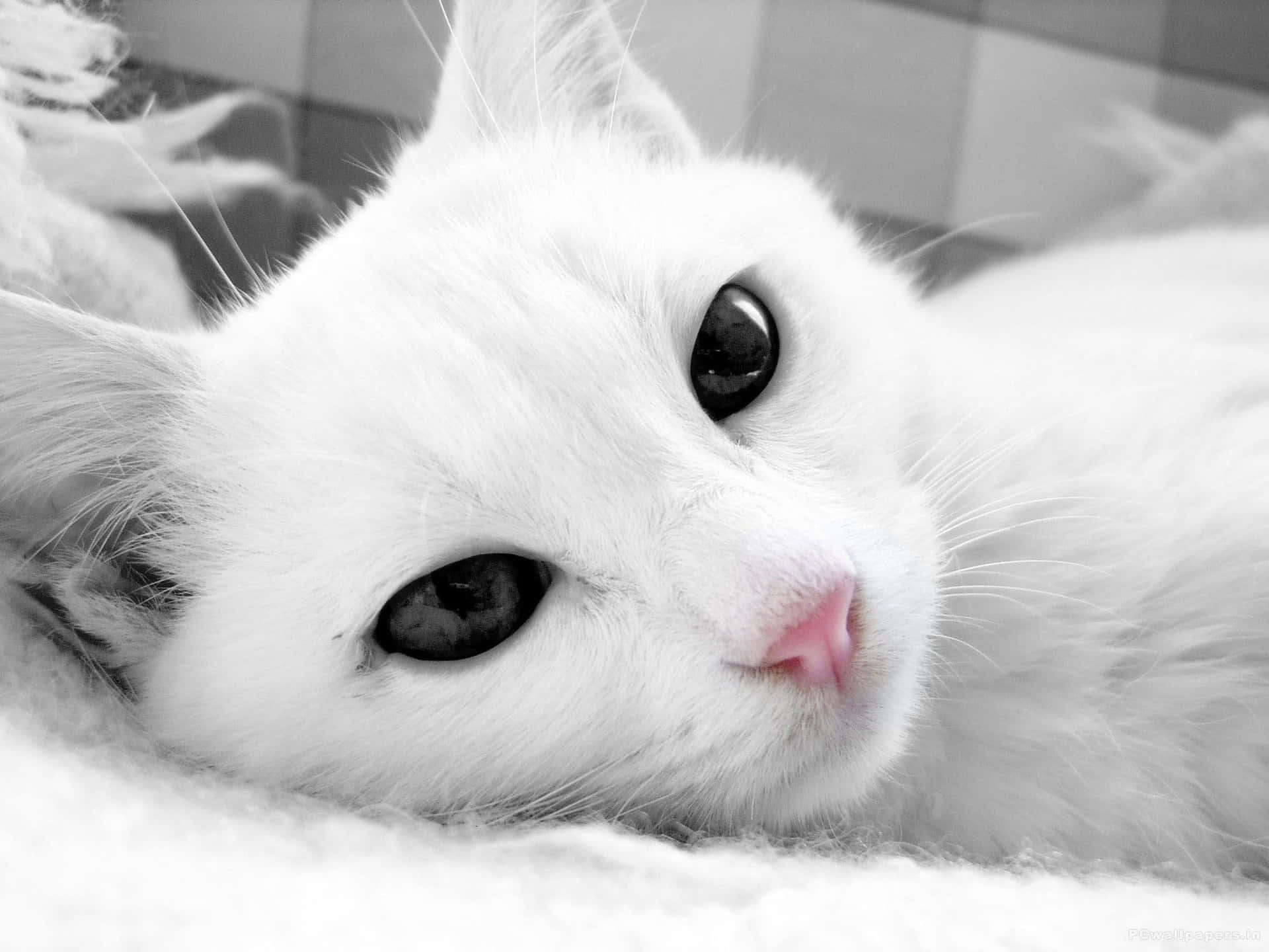 A White Cat Laying On A Blanket