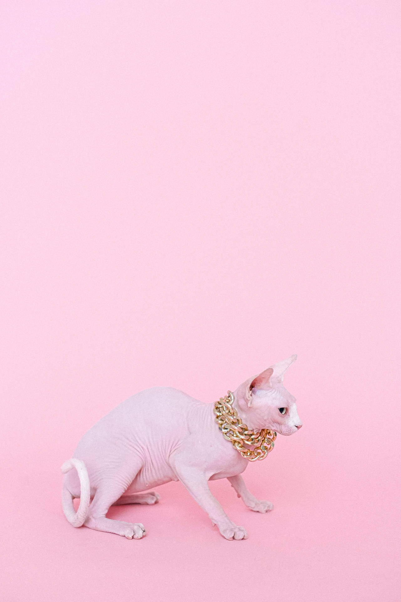 A White Cat With A Gold Chain On Its Neck