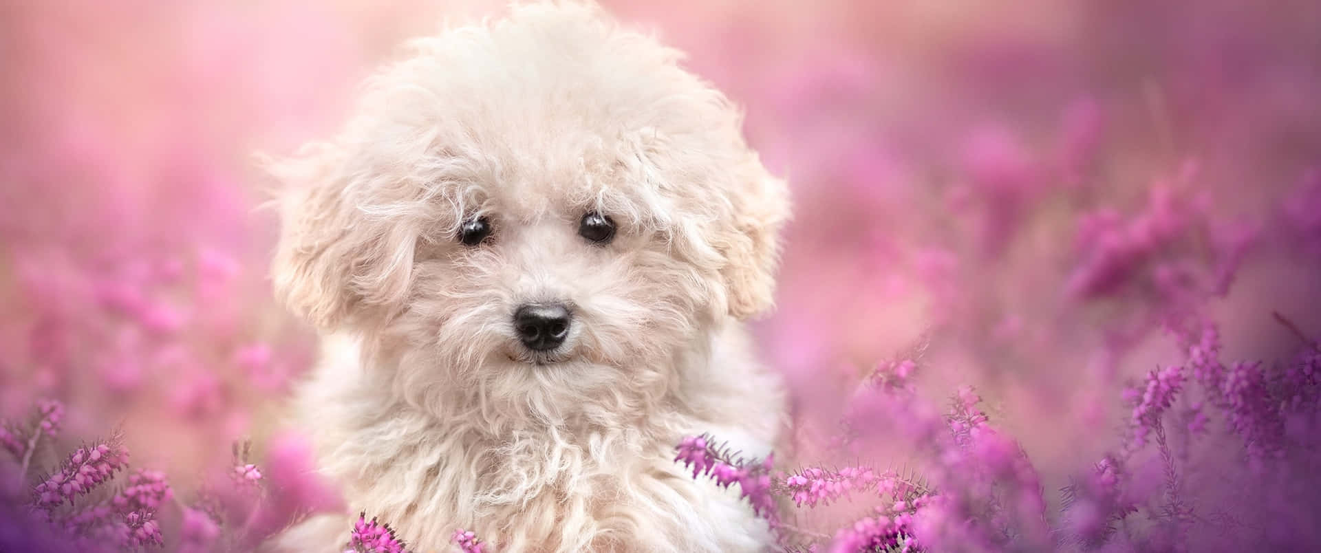 A White Dog Is Sitting In A Field Of Purple Flowers Background