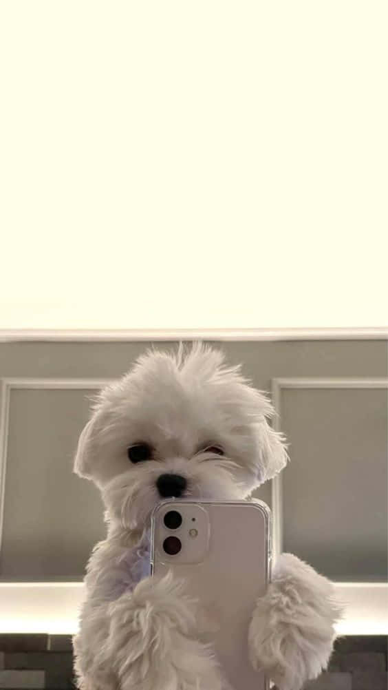 A White Dog Is Taking A Selfie With A Cell Phone