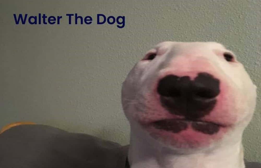A White Dog With A Black Nose And A Black Nose Background