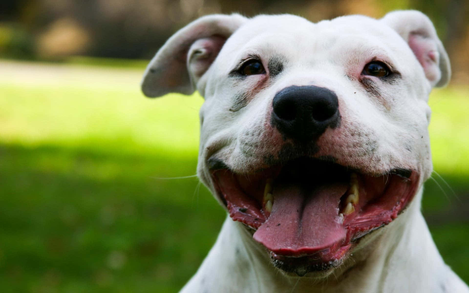 A White Dog With Its Tongue Out Is Smiling Background