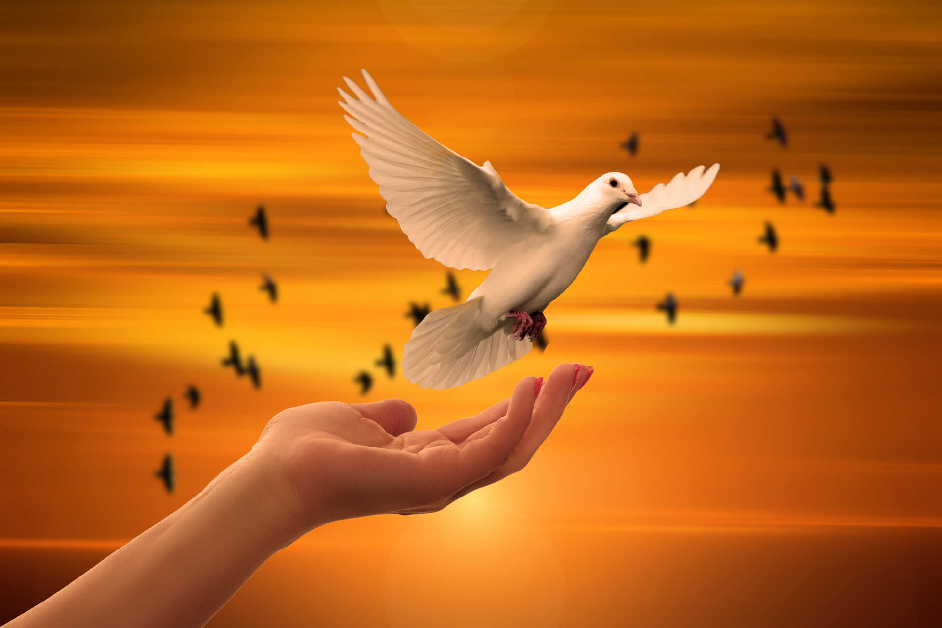 A White Dove Flying Away Background