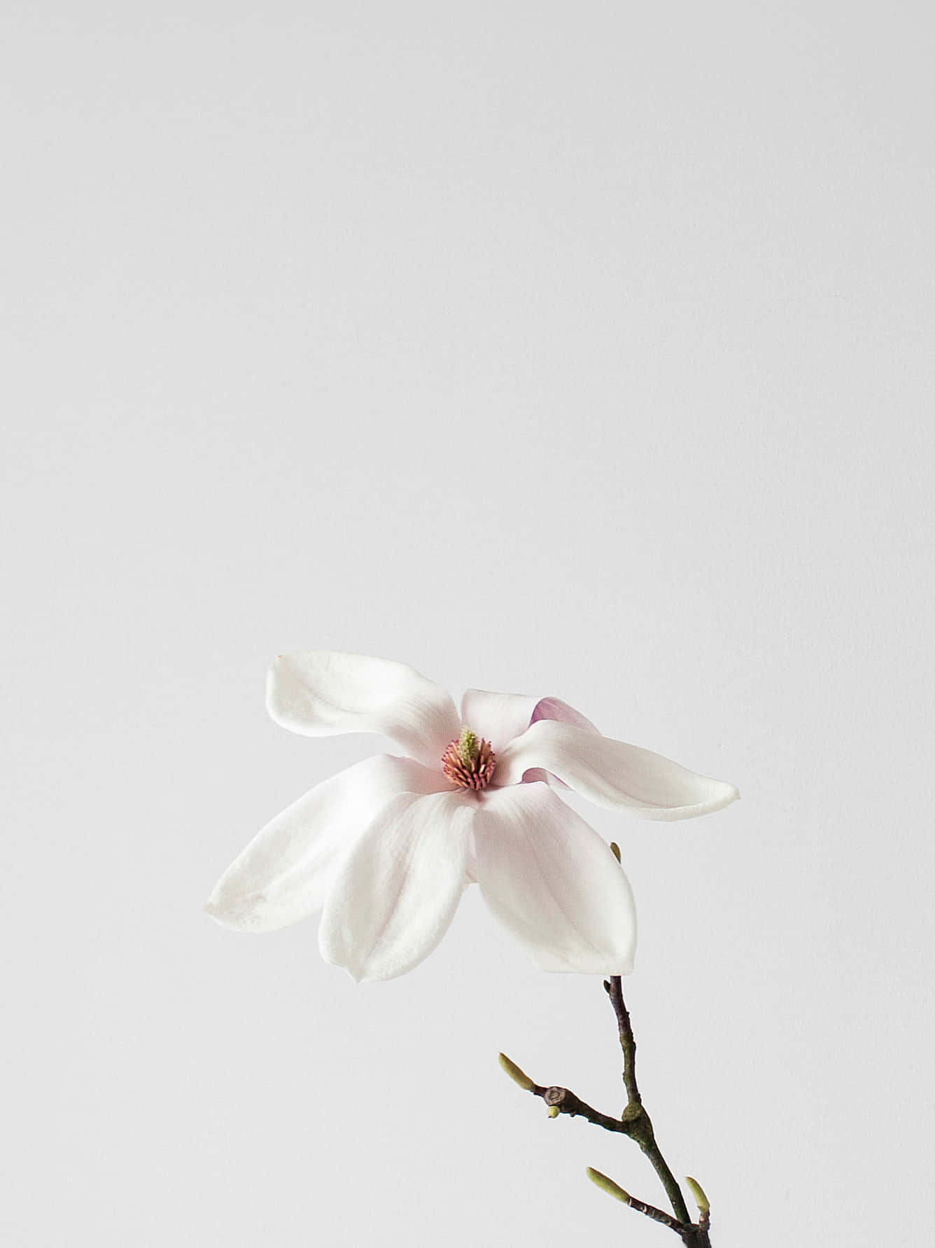 A White Flower In A Vase Background