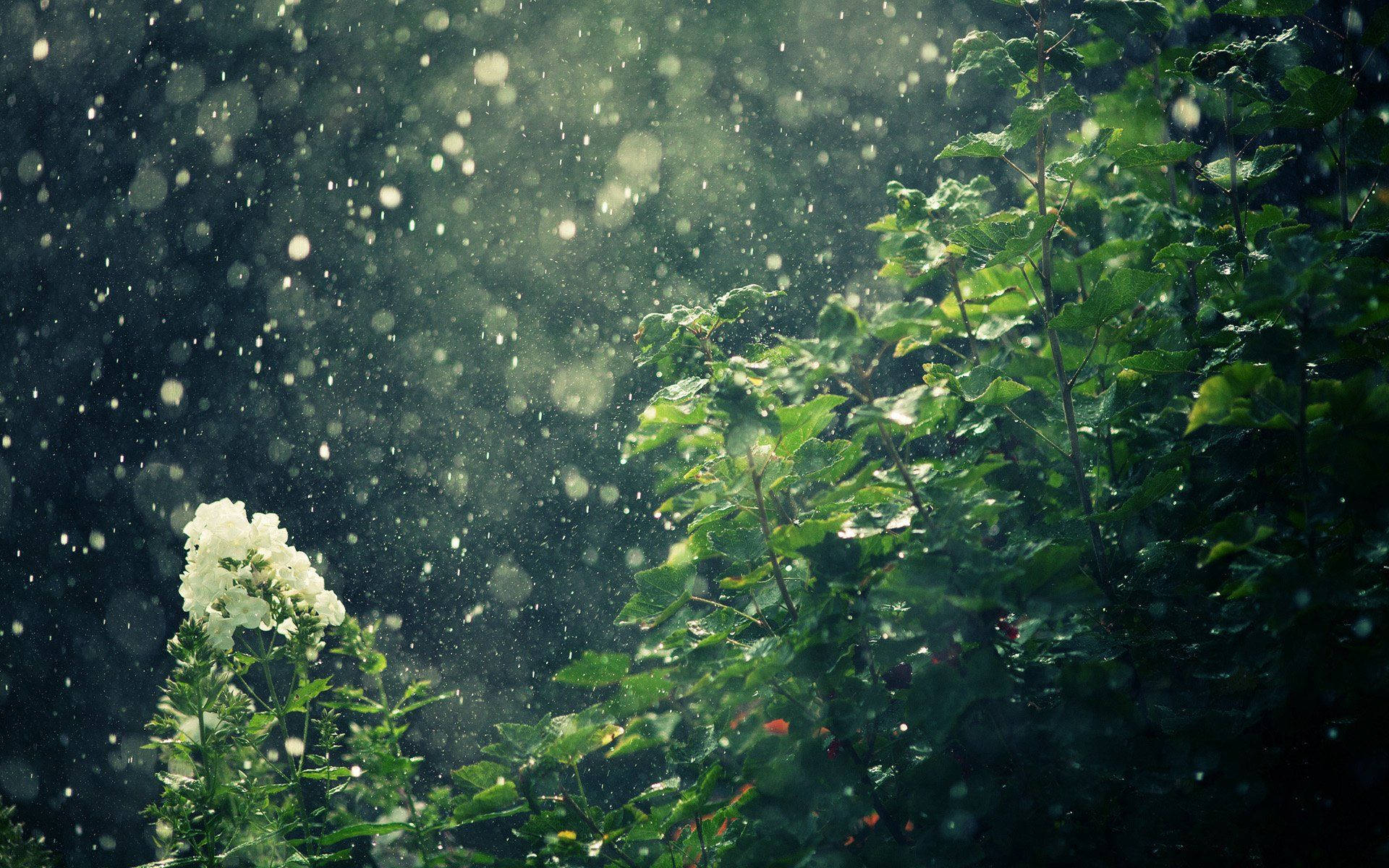 A White Flower In The Rain Background