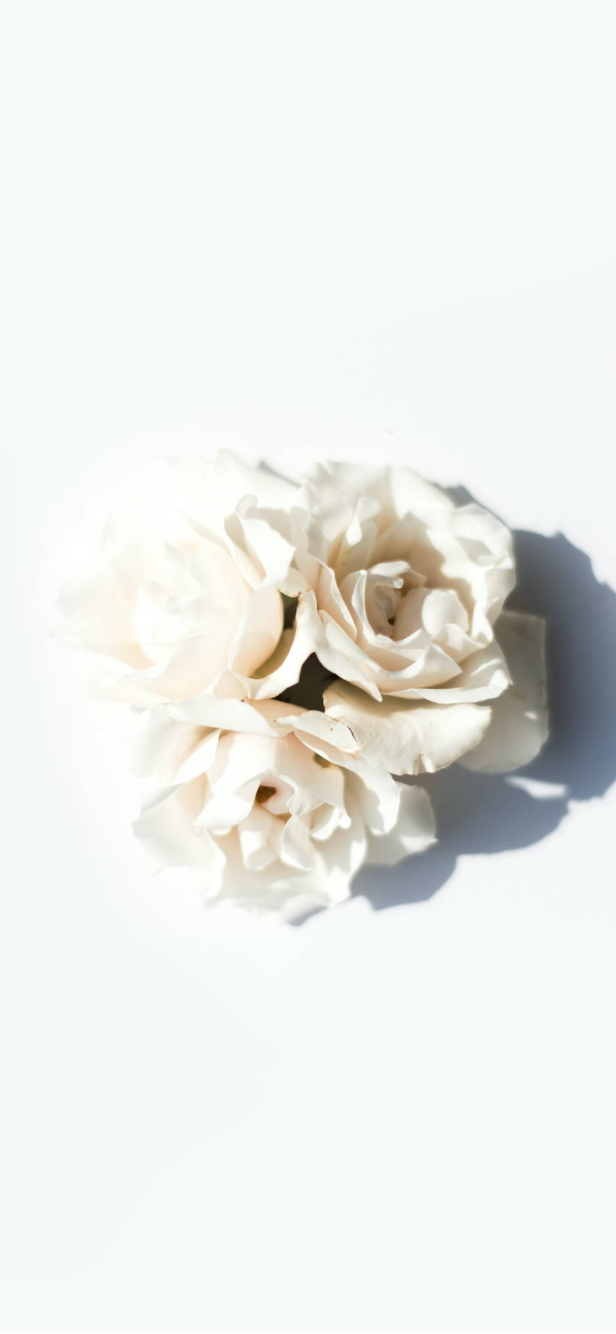 A White Flower Is Shown On A White Surface