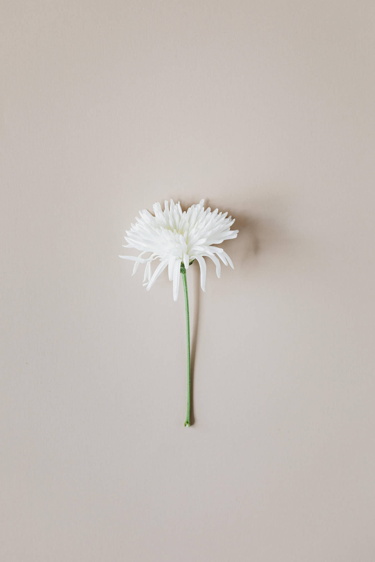 A White Flower On A Beige Wall Background