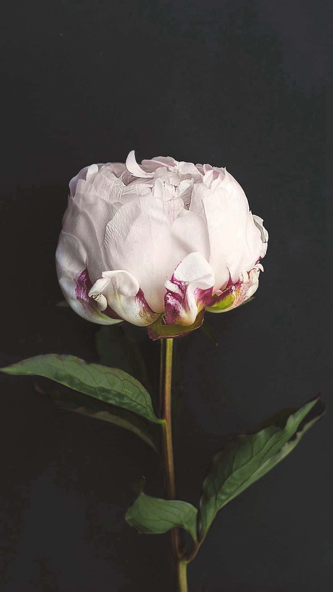 A White Flower On A Black Background