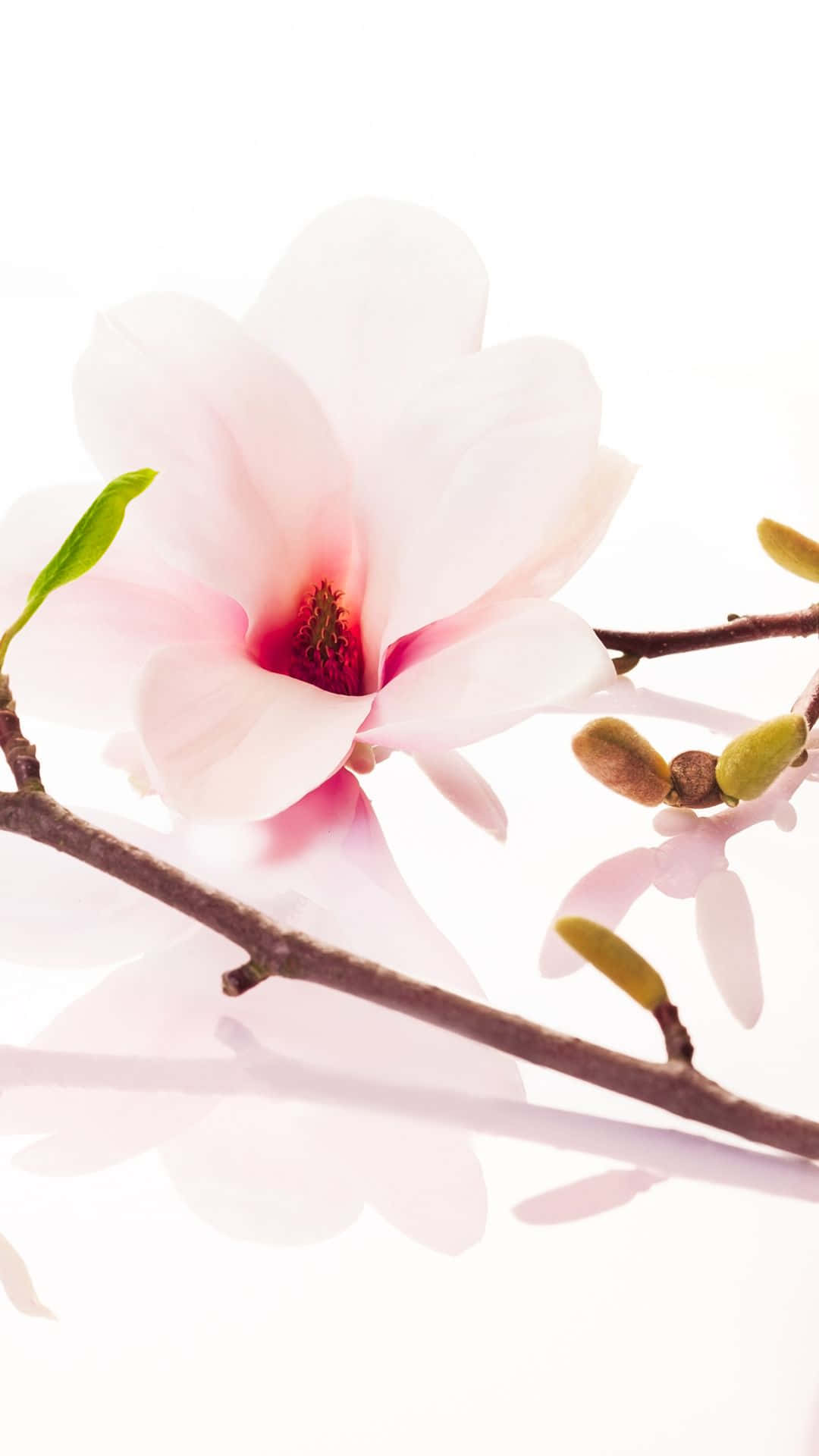 A White Flower On A Branch Background