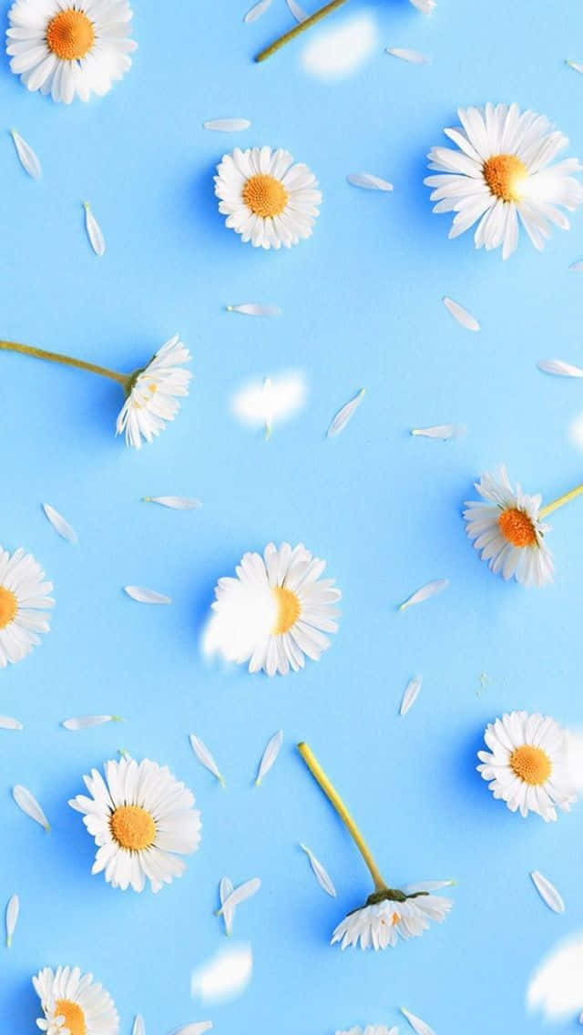 A White Flower Pattern On A Blue Background Background