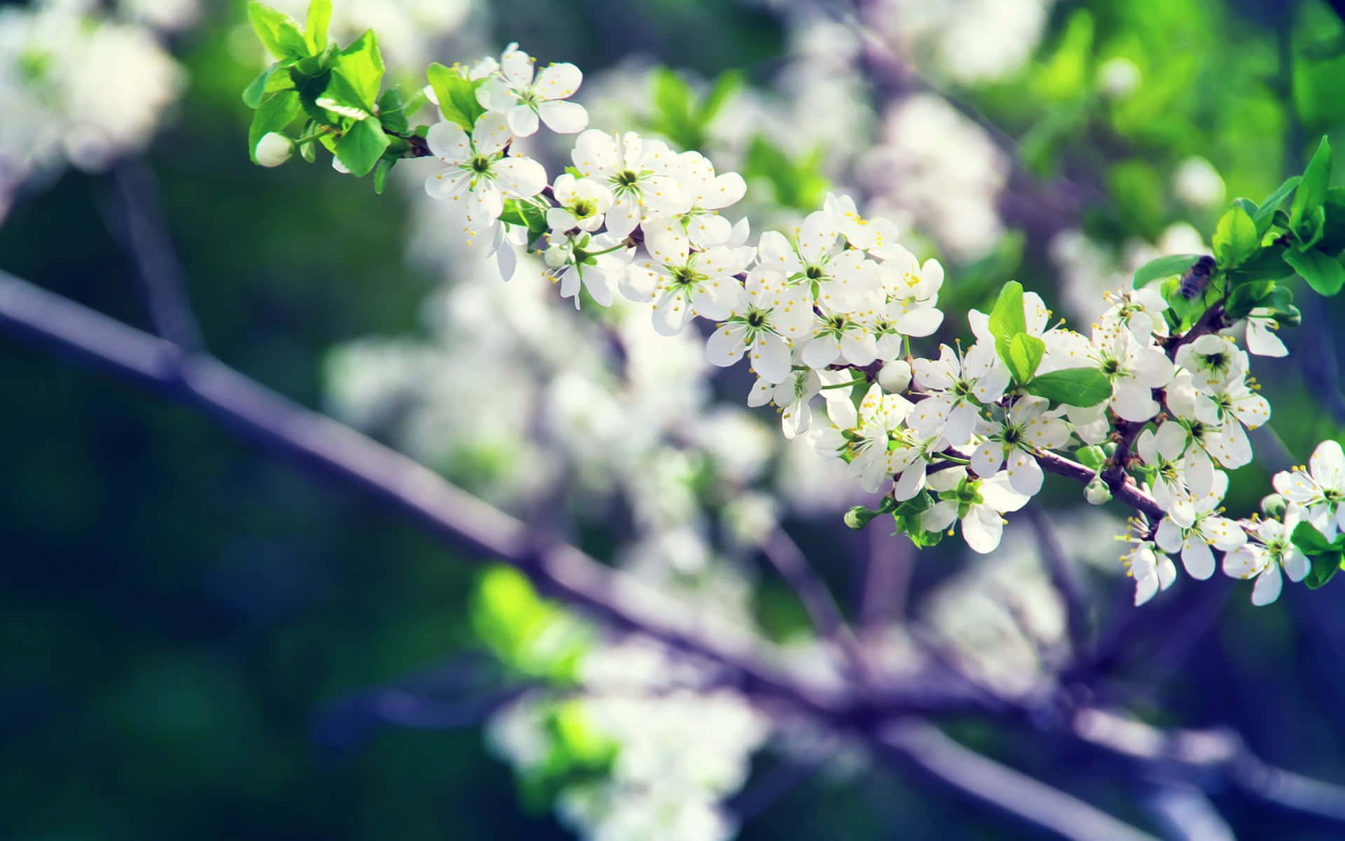 A White Flowering Tree With Green Leaves Background