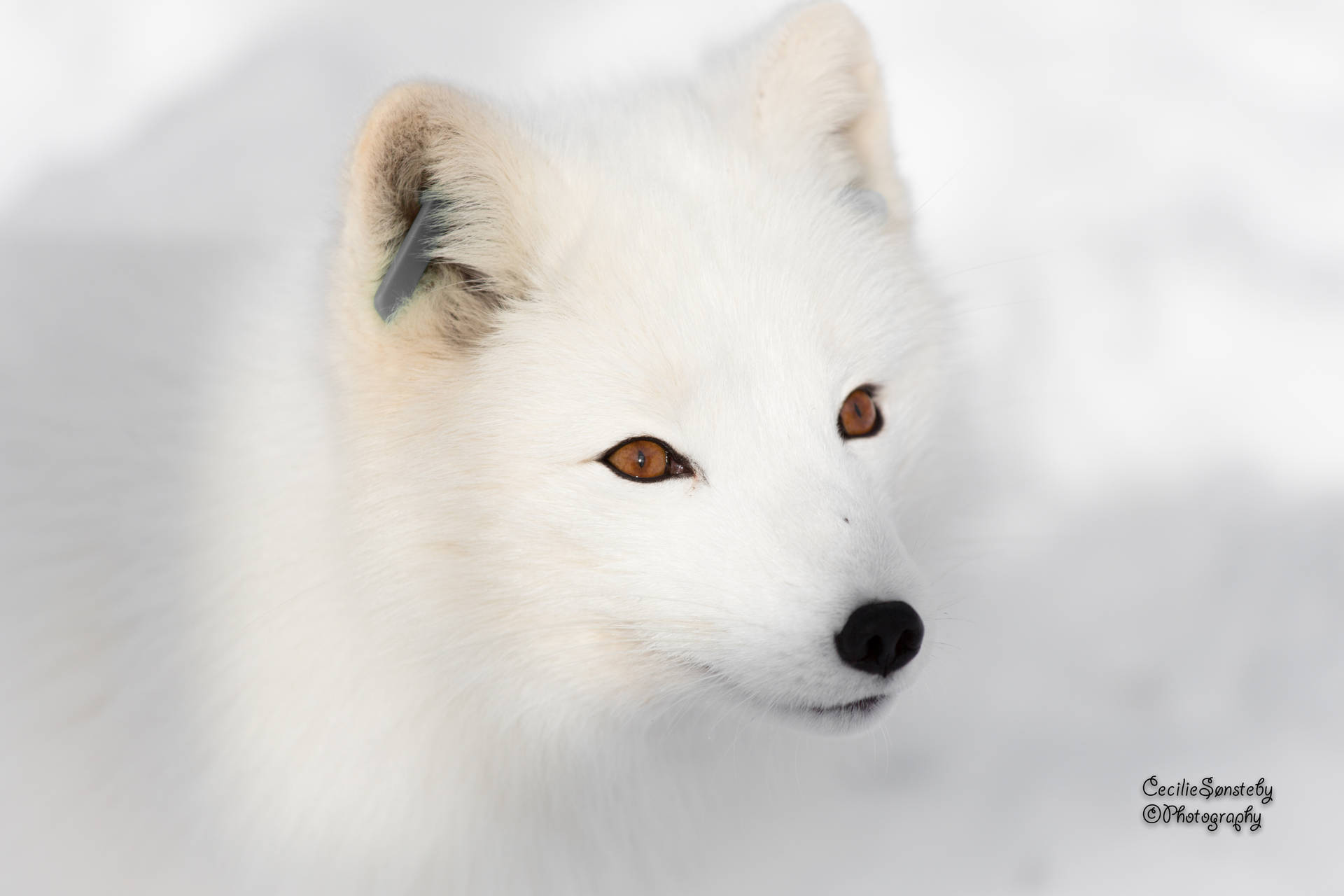 A White Fox In Serene Snow Surroundings. Background