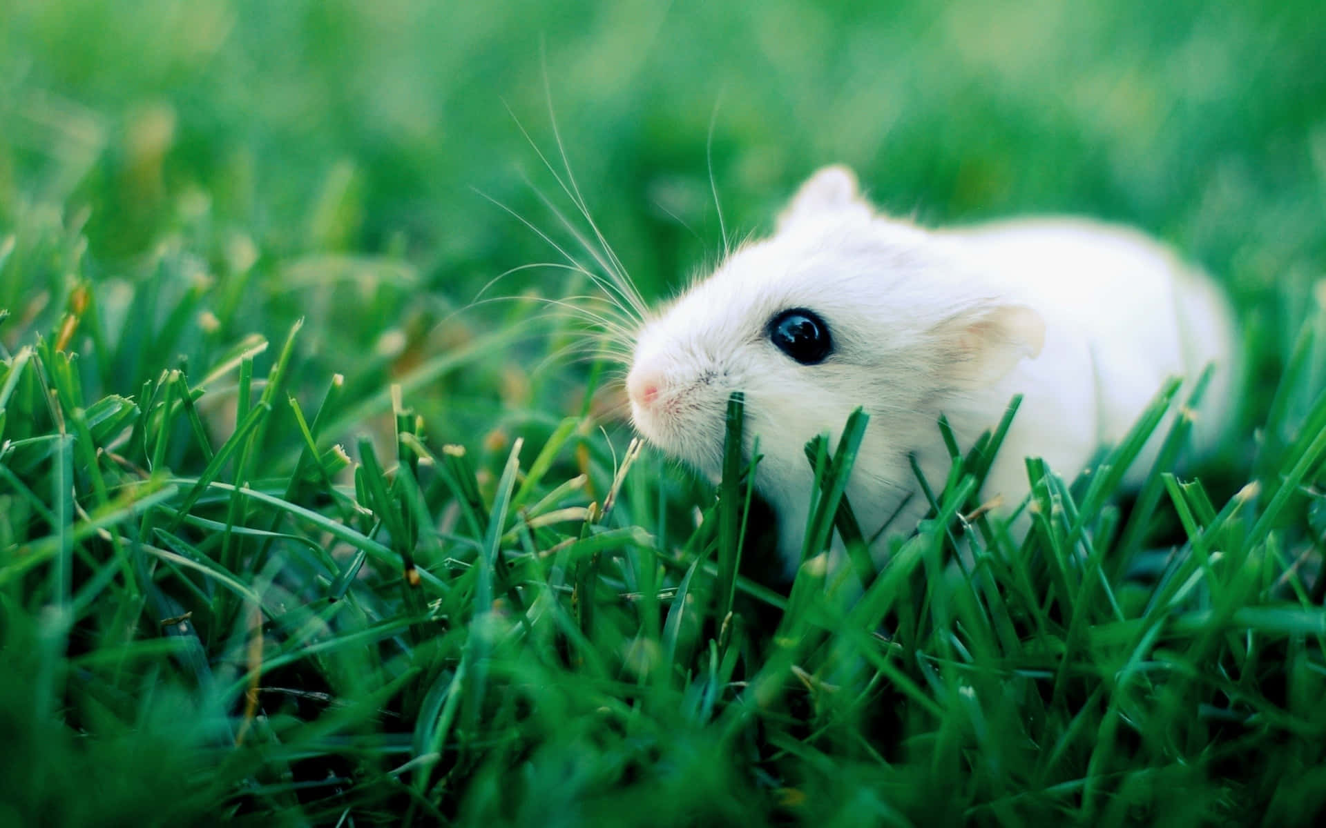 A White Hamster Is Sitting In The Grass Background