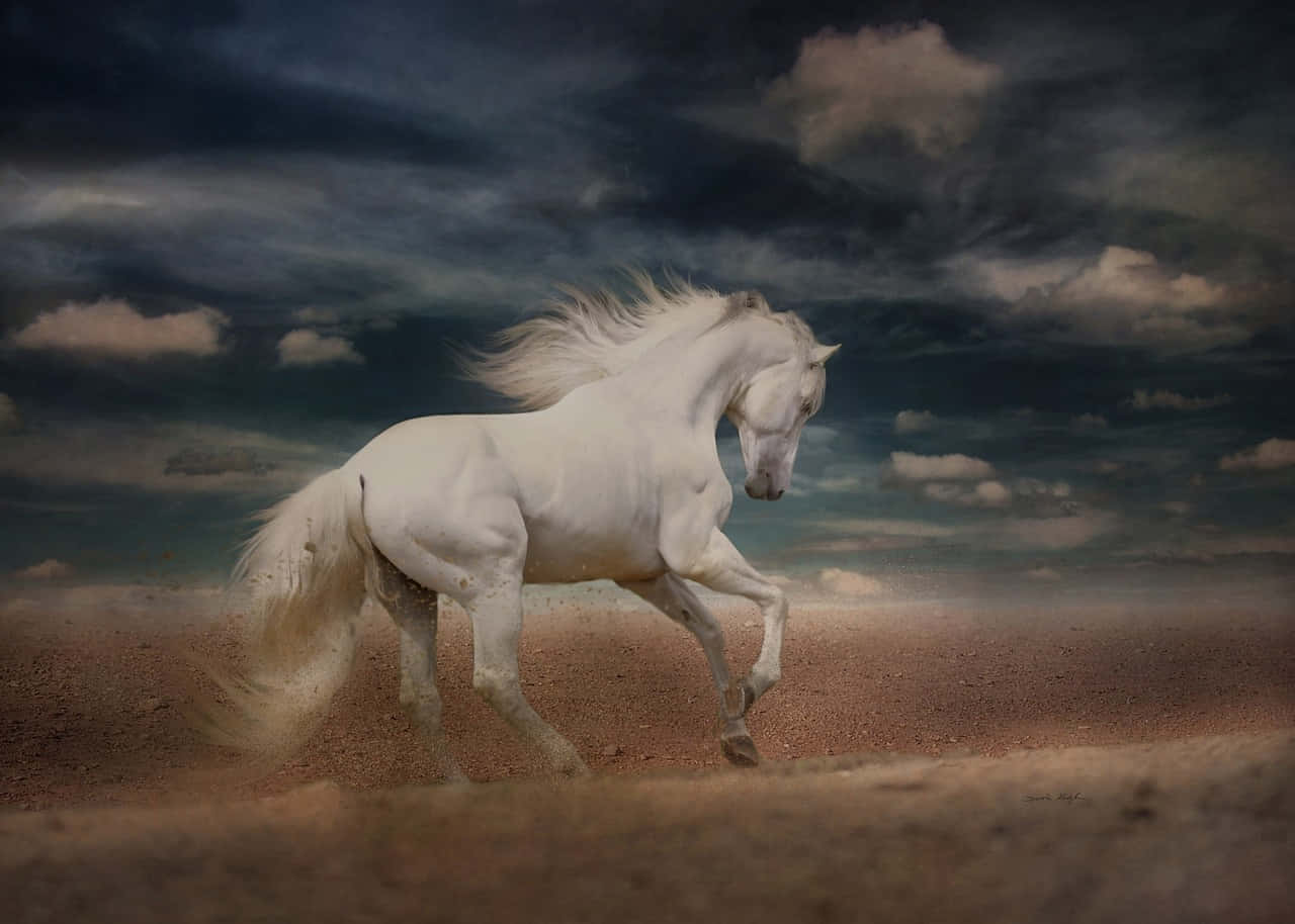 A White Horse Run In The Shore