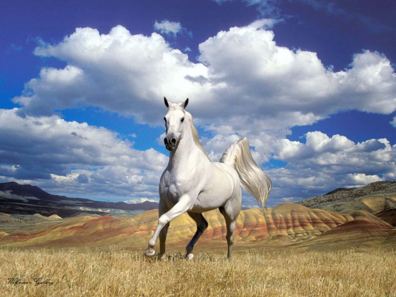 A White Horse Running In The Field