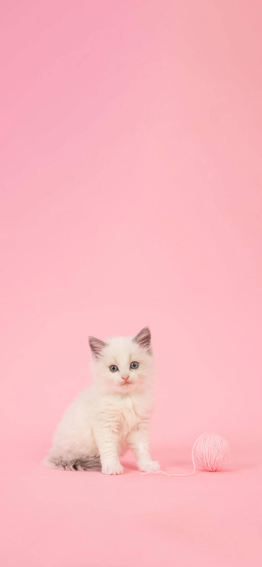 A White Kitten Sitting On A Pink Background Background