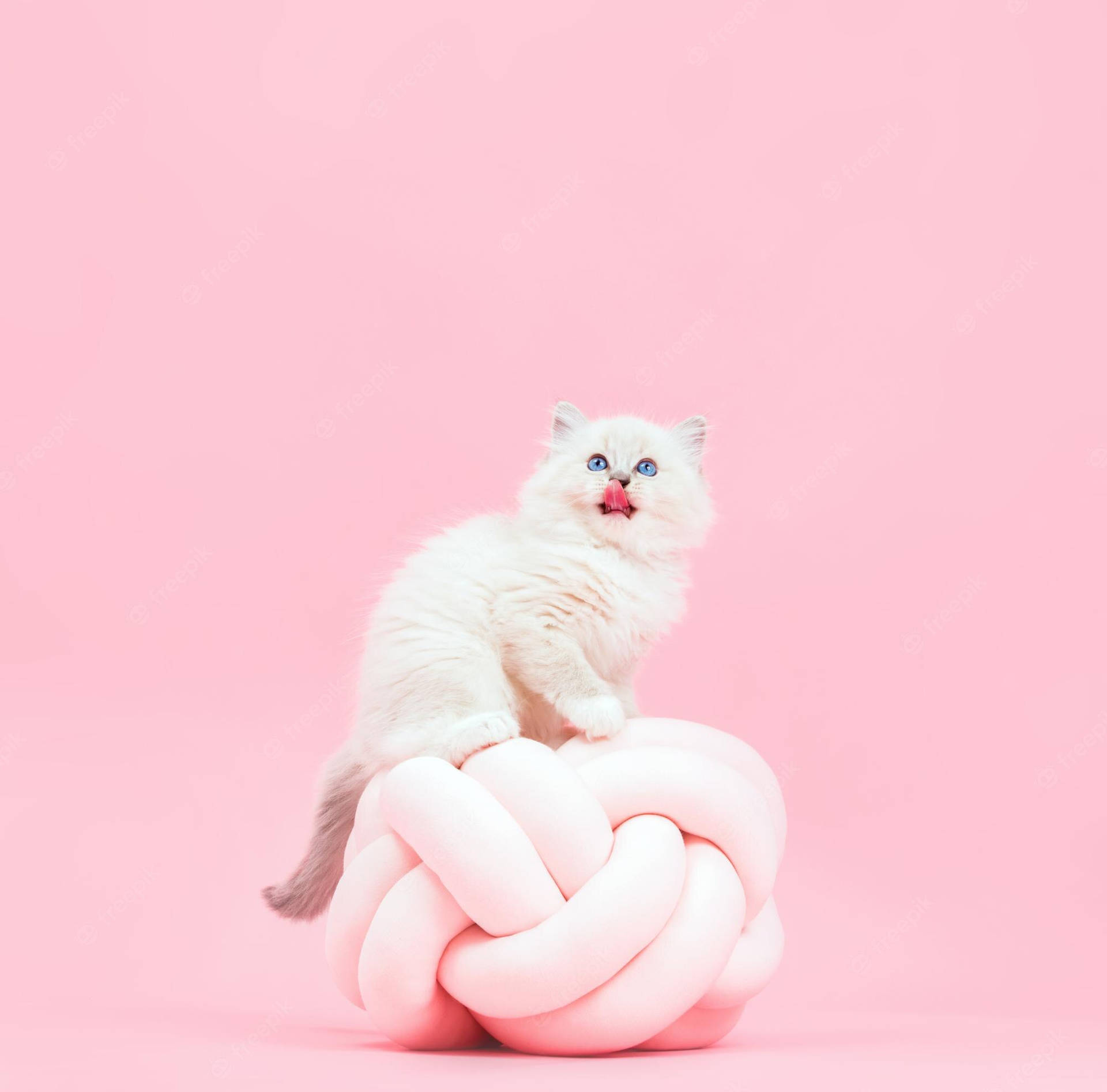 A White Kitten Sitting On Top Of A Pink Ball Background