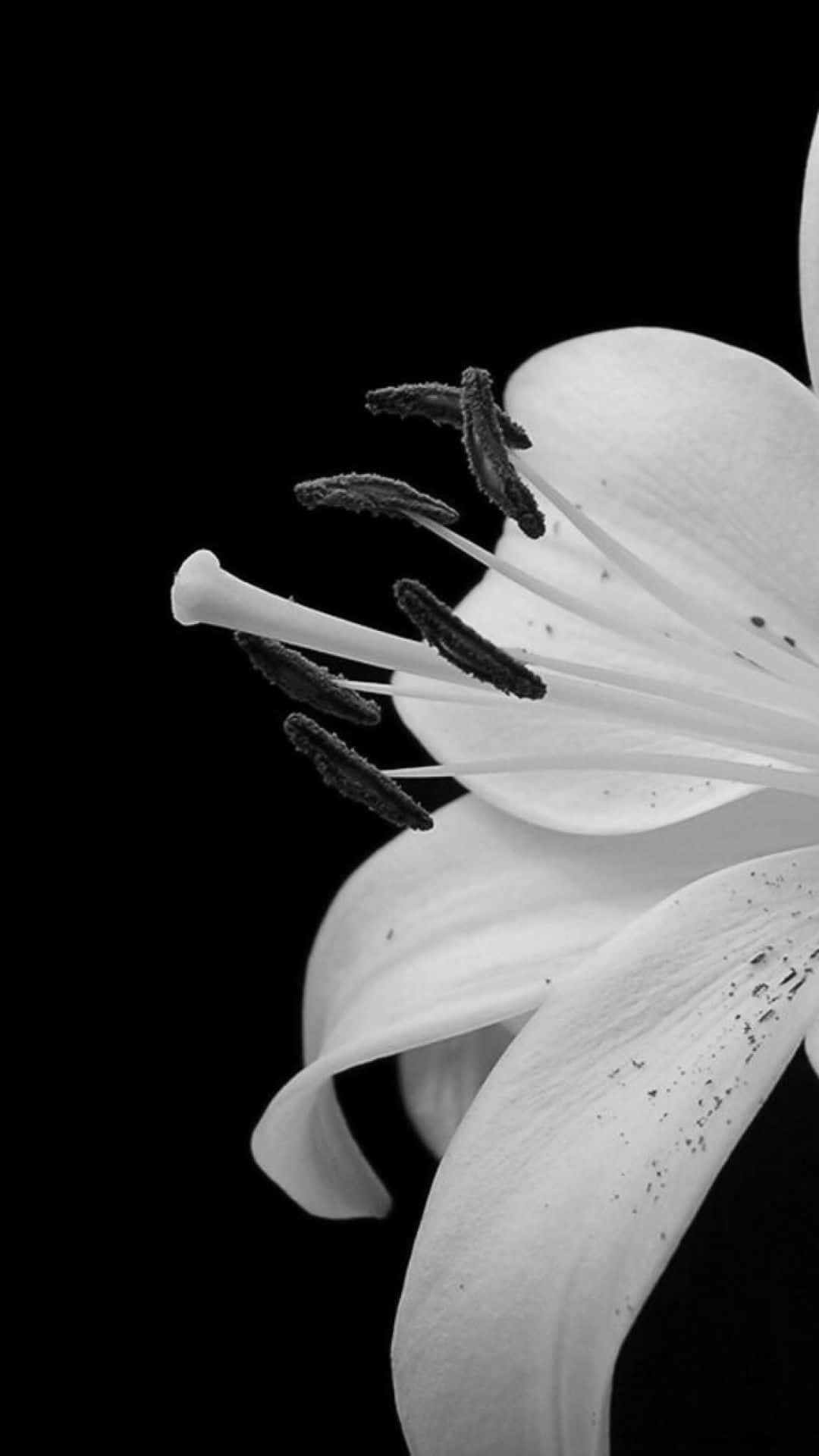 A White Lily On A Black Background Background