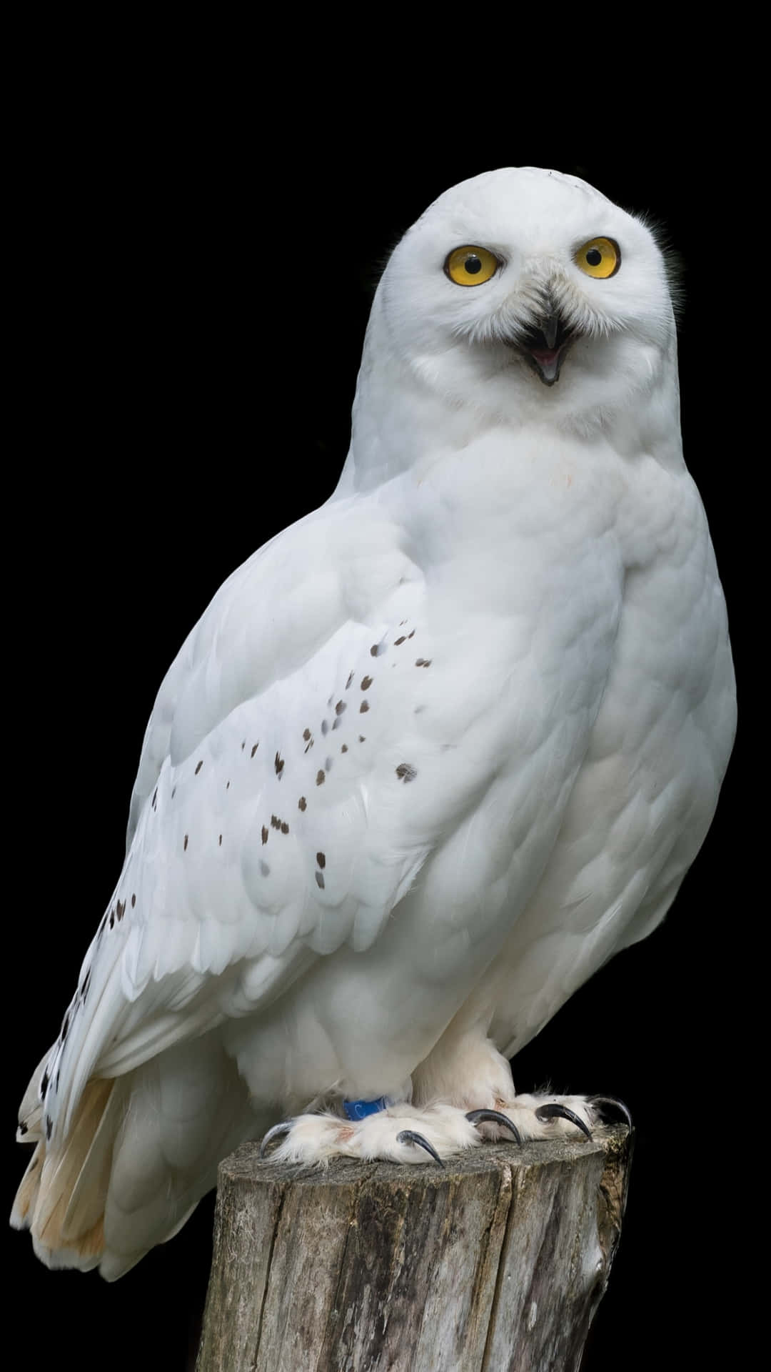 A White Owl Sitting On A Wooden Stump Background
