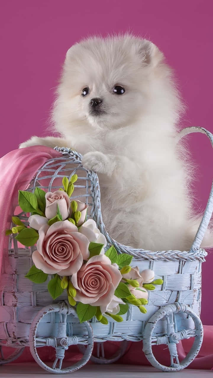 A White Pomeranian Puppy In A Pink Carriage With Flowers