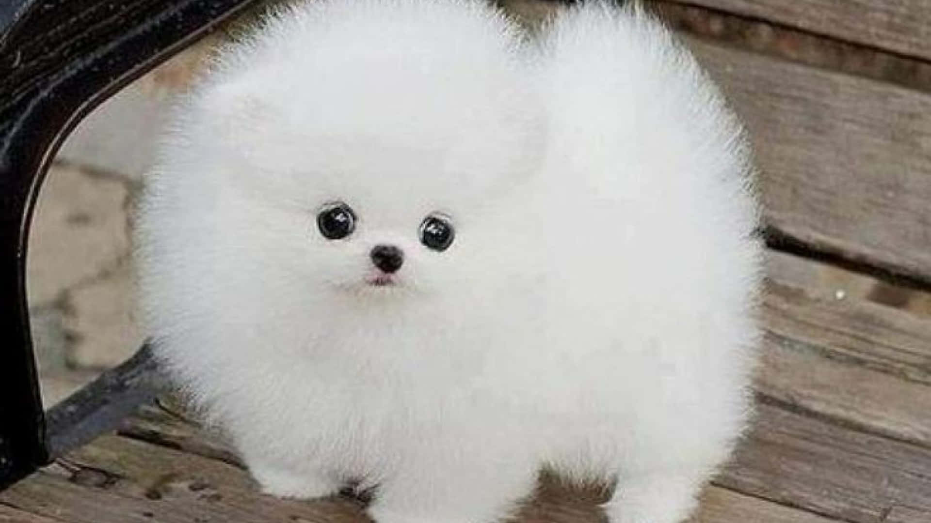 A White Pomeranian Puppy Standing On A Wooden Bench Background