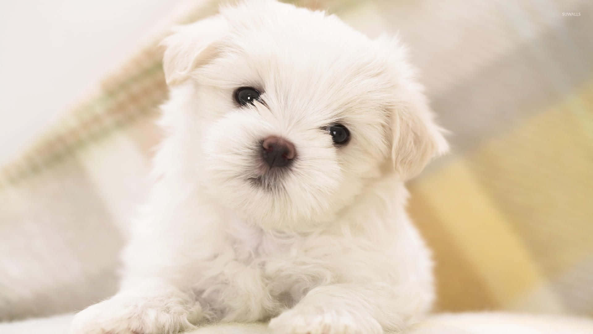 A White Puppy Is Sitting On A Blanket Background