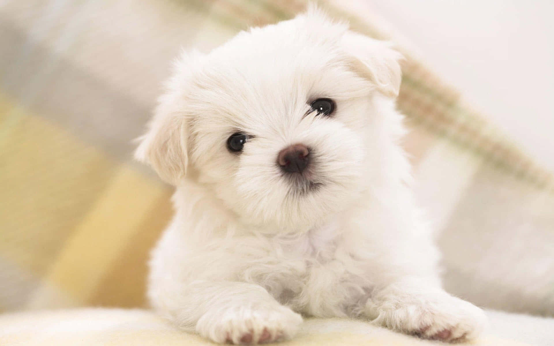 A White Puppy Is Sitting On A Blanket Background