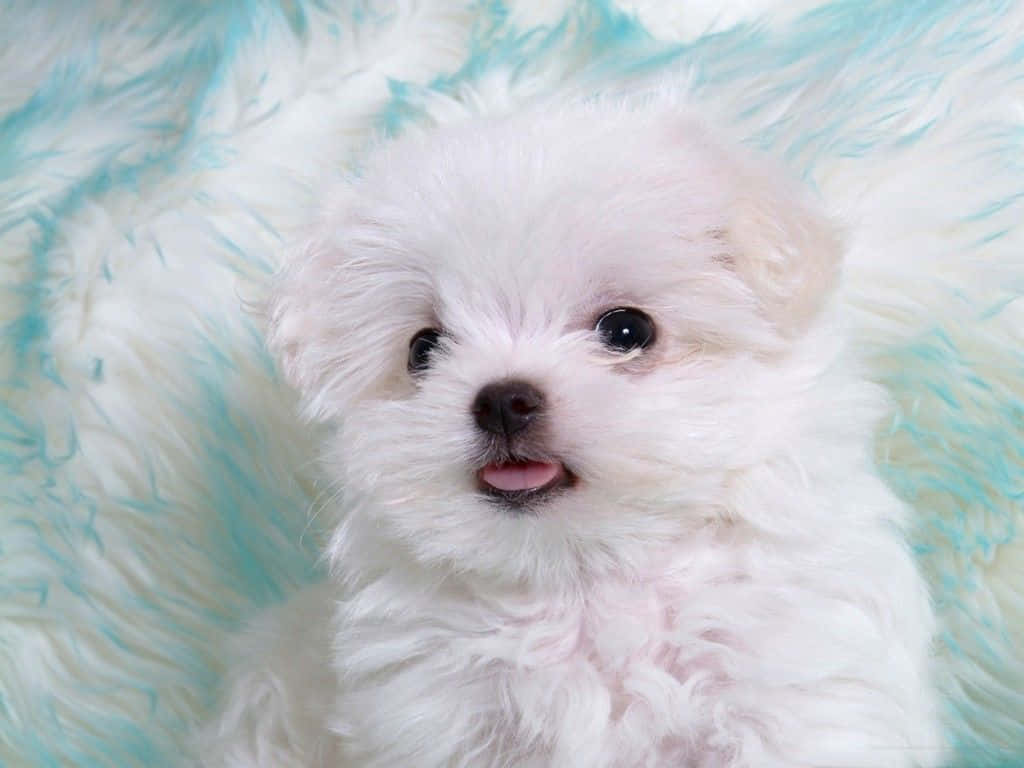 A White Puppy Is Sitting On A Blue Blanket Background