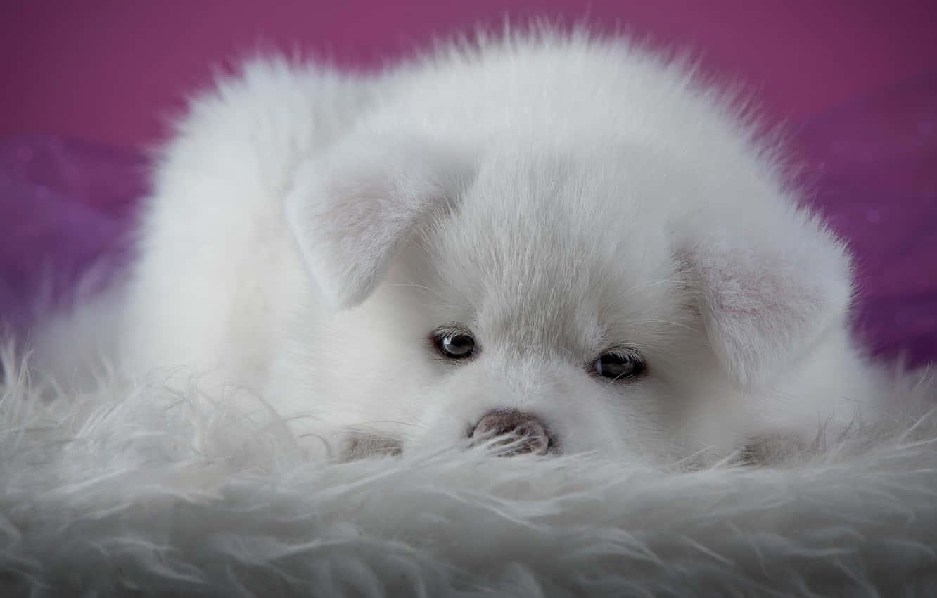 A White Puppy Laying On A Fluffy Blanket Background