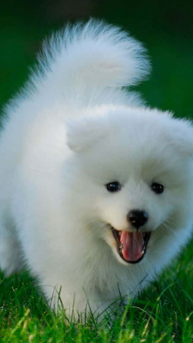 A White Puppy Running Through The Grass Background