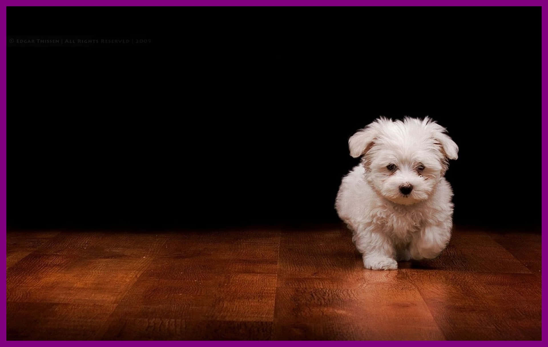 A White Puppy Walking On A Dark Floor Background