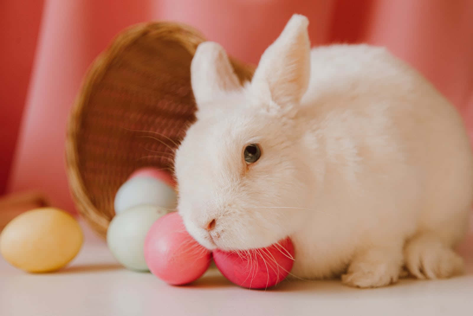 A White Rabbit Is Sitting In Front Of A Basket Of Colored Eggs