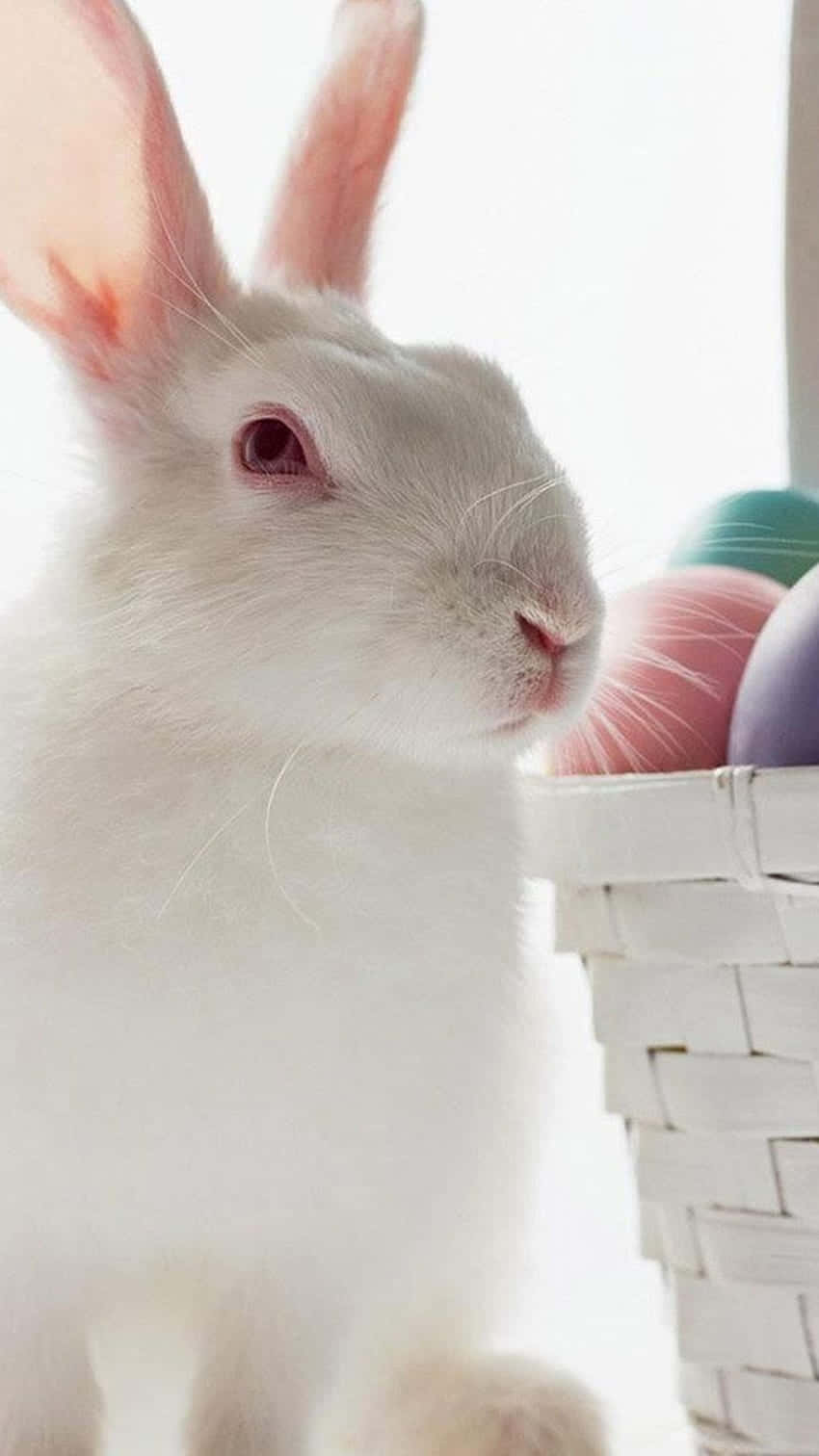 A White Rabbit Is Sitting Next To A Basket Of Colored Eggs Background