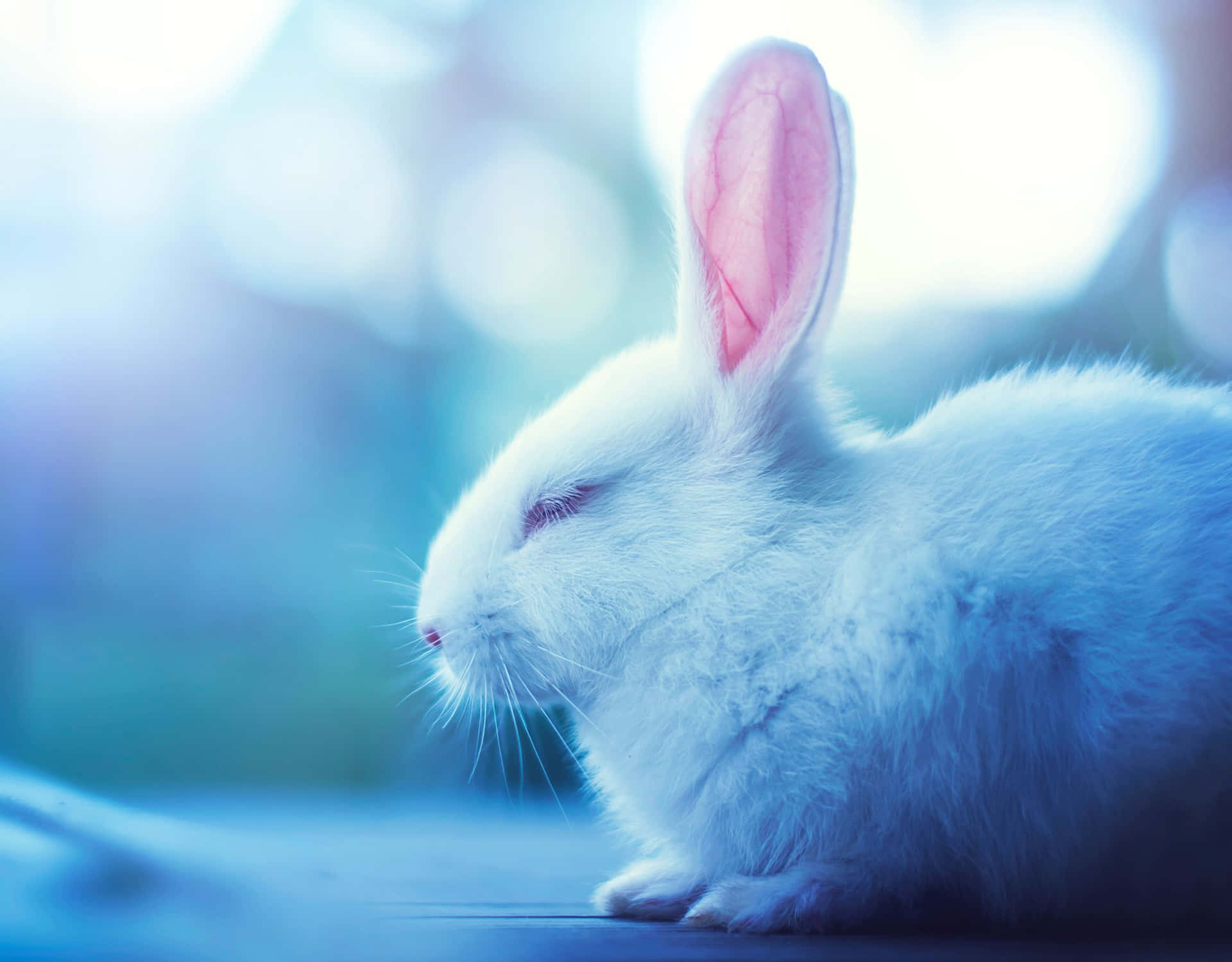A White Rabbit Is Sitting On A Table With Blue Background Background