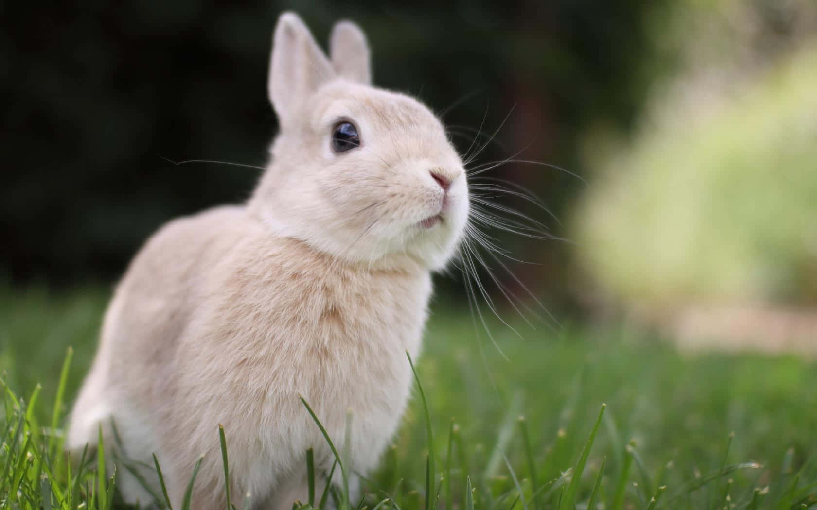A White Rabbit Is Standing In The Grass Background
