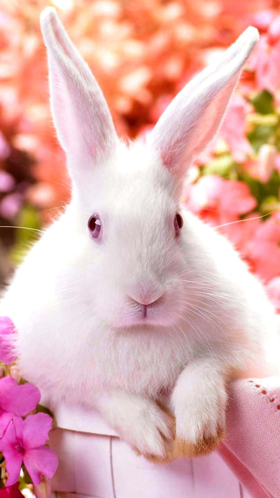 A White Rabbit Sitting In A Basket With Pink Flowers Background