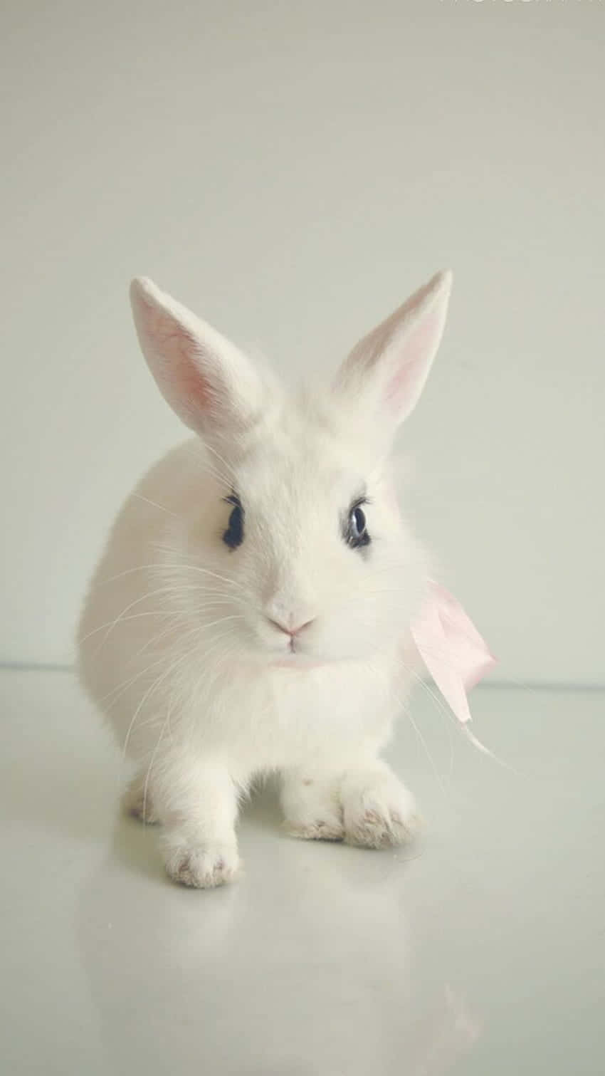 A White Rabbit With A Pink Bow On Its Head Background