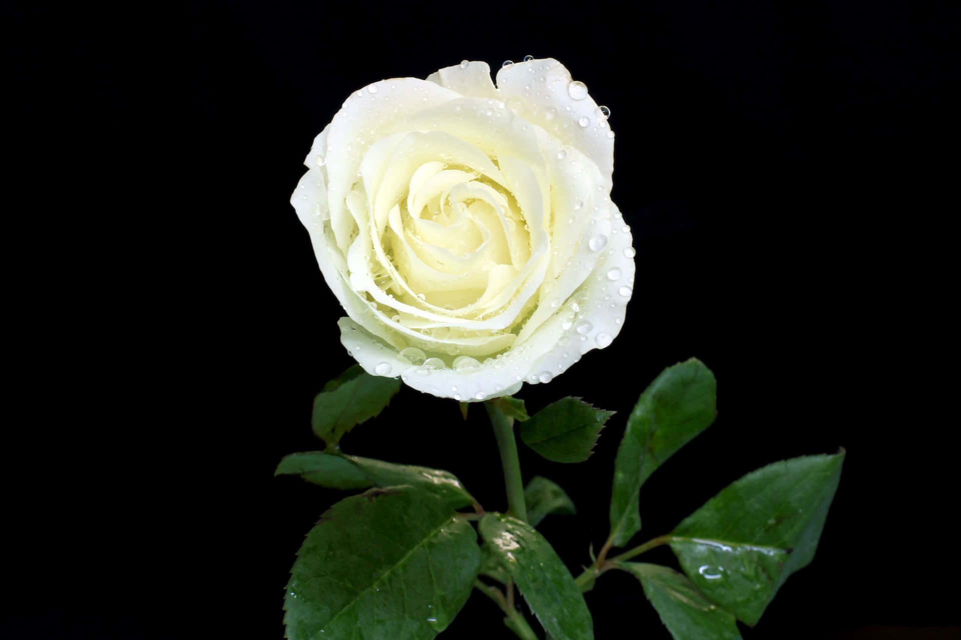 A White Rose - A Timeless Symbol Of Beauty, Love And Grace.