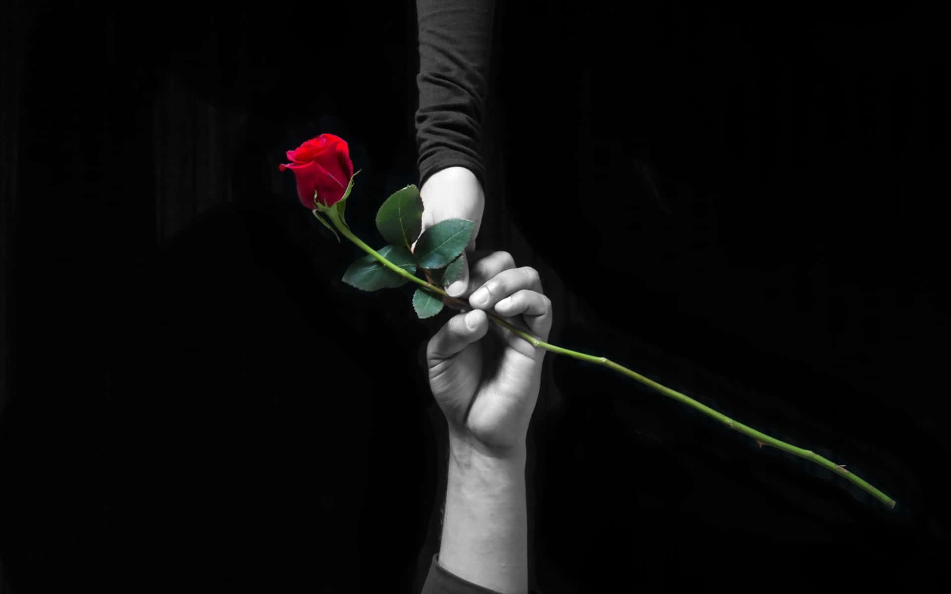 A White Rose In A Field Of Blue. Background