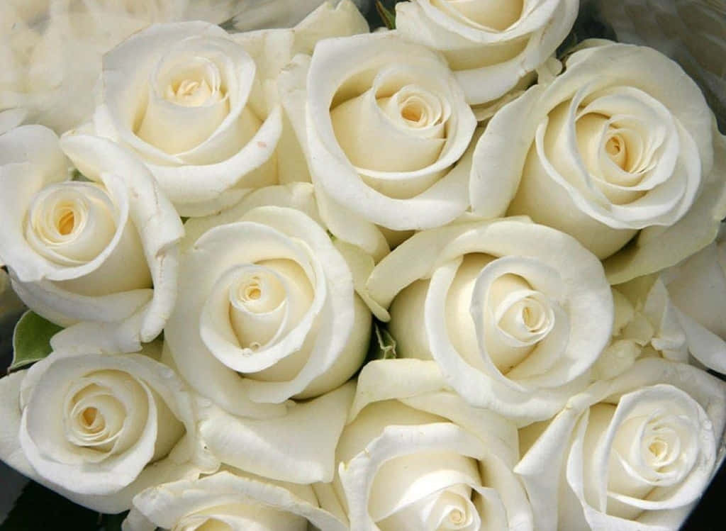 A White Rose In Full Bloom