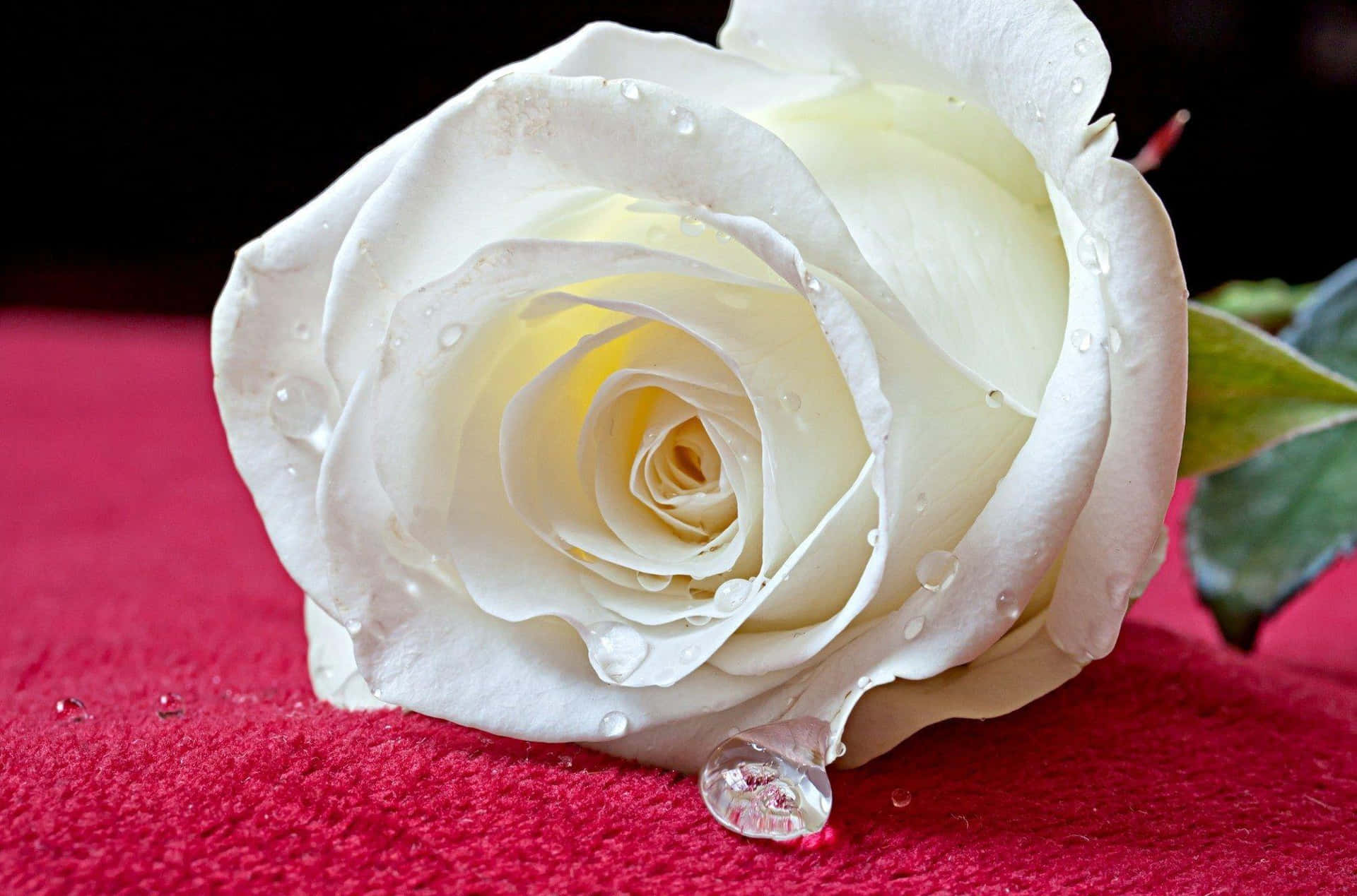 A White Rose On A Red Cloth