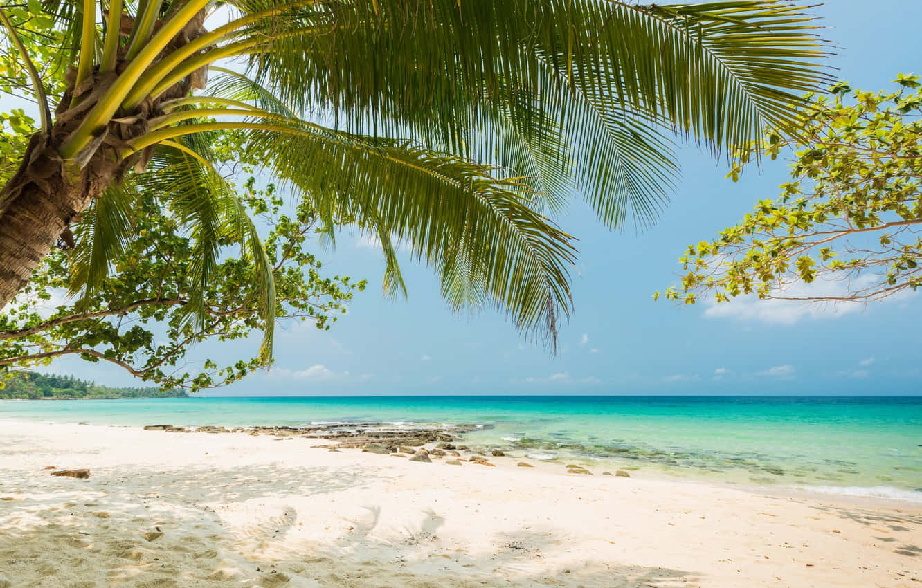 A White Sandy Beach With A Palm Tree