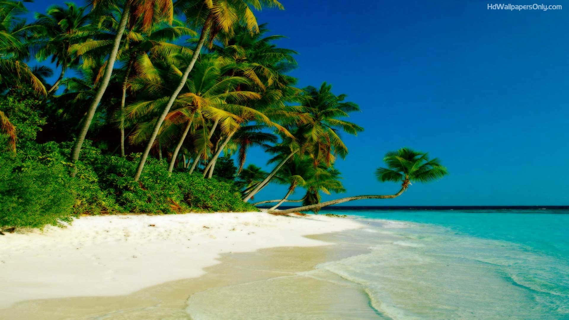 A White Sandy Beach With Palm Trees And Blue Water Background