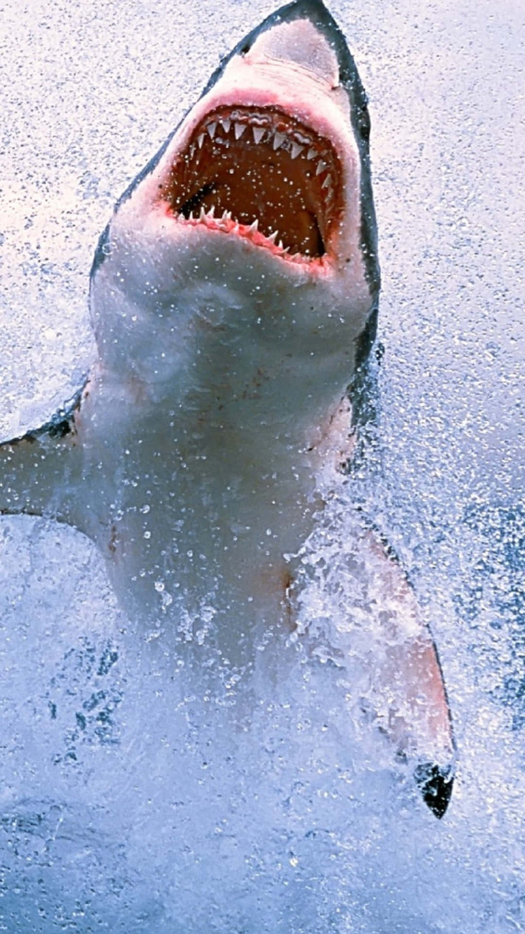 A White Shark Jumping Out Of The Water Background