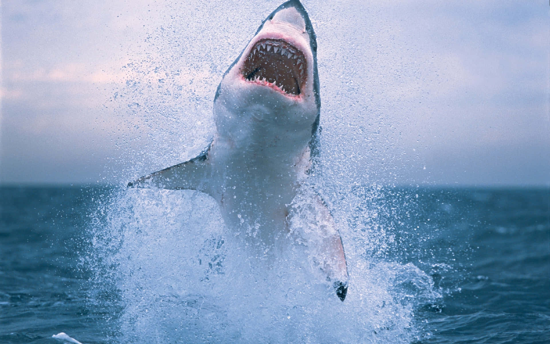 A White Shark Jumping Out Of The Water