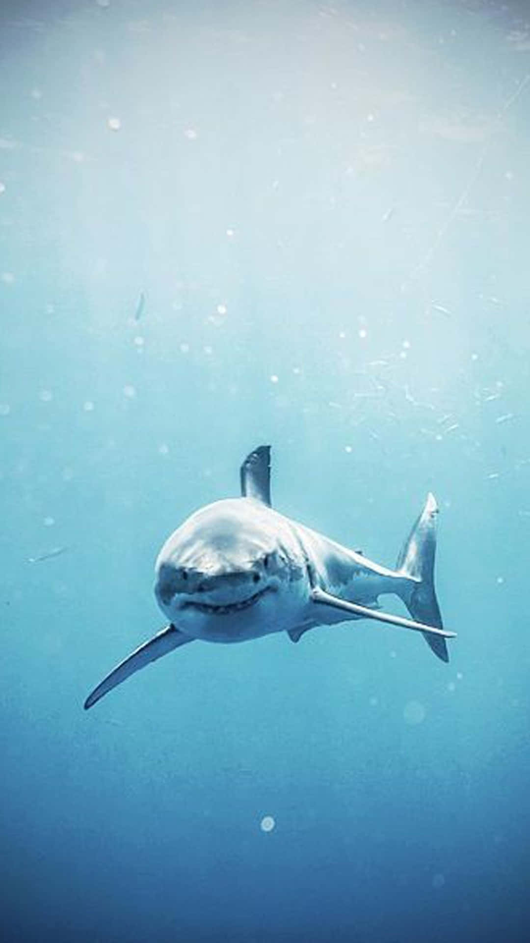 A White Shark Swimming In The Ocean Background