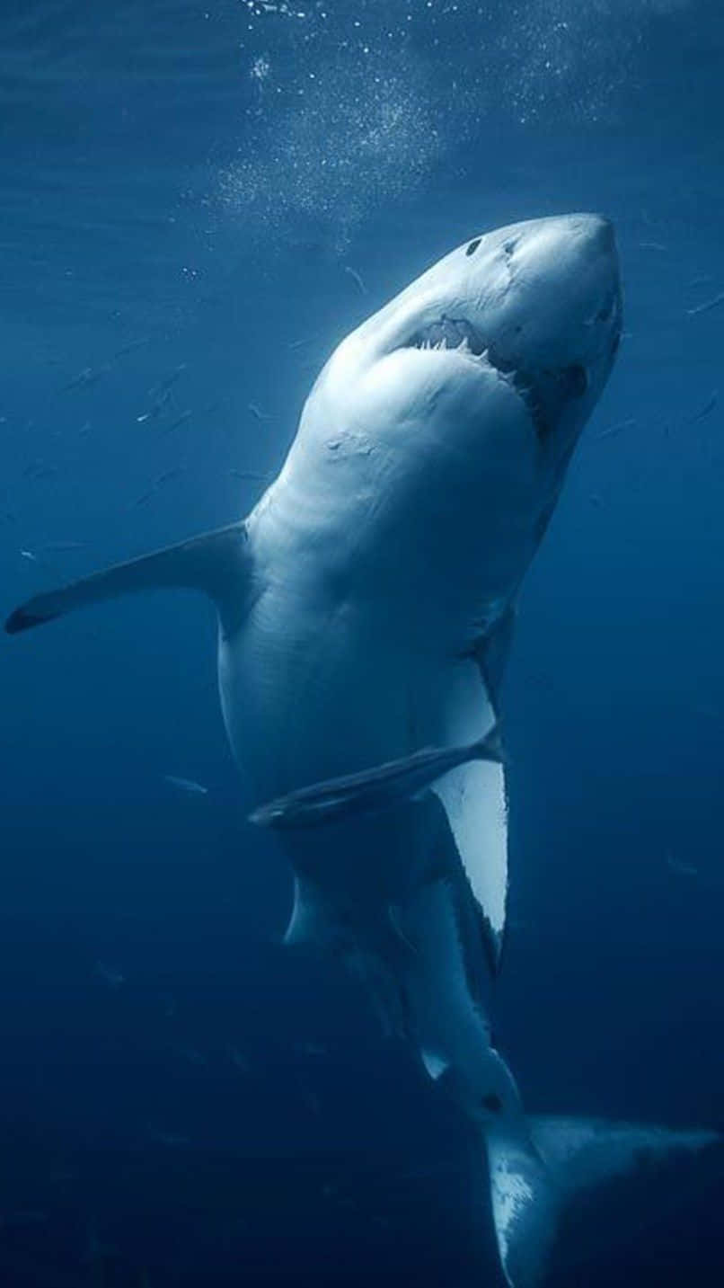 A White Shark Swimming In The Ocean Background