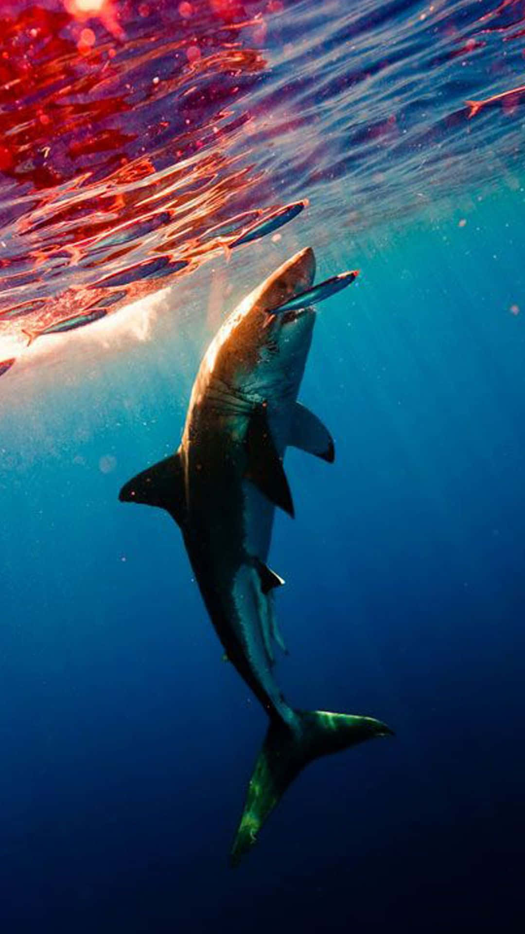 A White Shark Swimming Under The Water Background