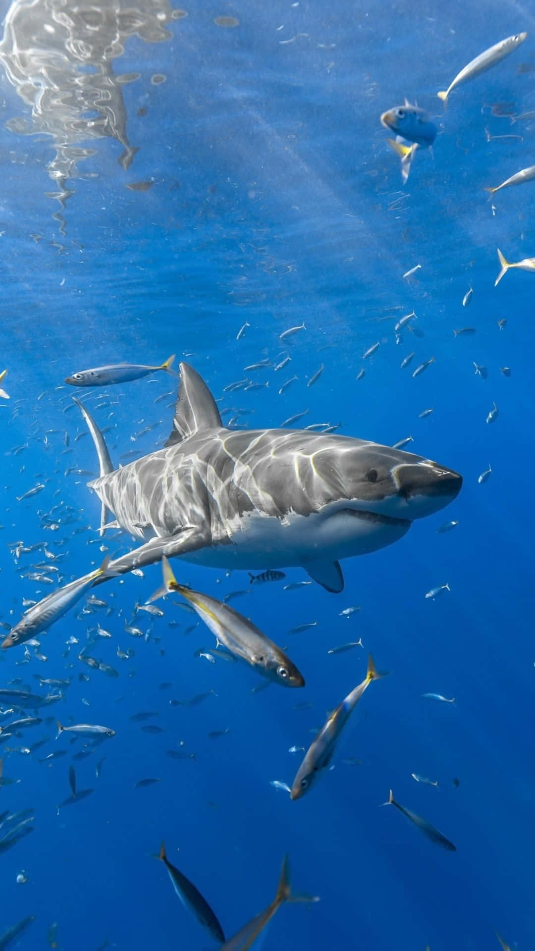 A White Shark Swims With A Group Of Fish Background