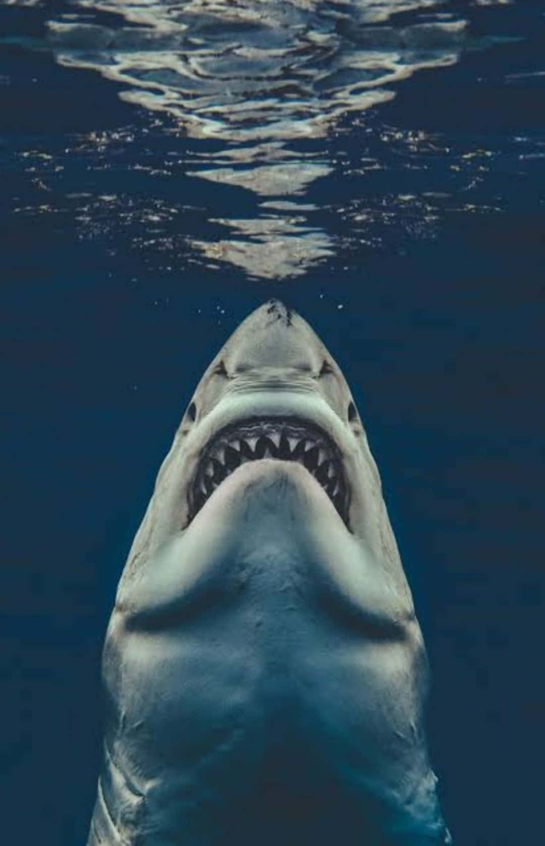 A White Shark With Its Mouth Open Underwater Background